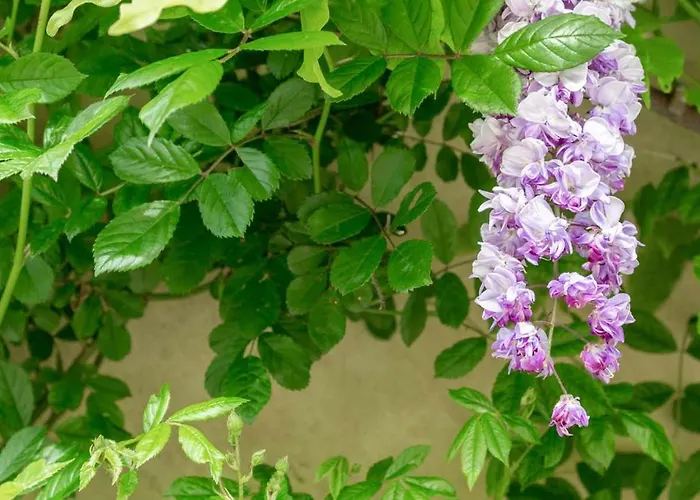 R24 - Casa Glicine .